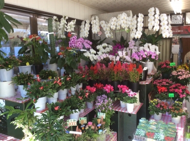 「フローリスト・キミヅカ」　（千葉県勝浦市）の花屋店舗写真3